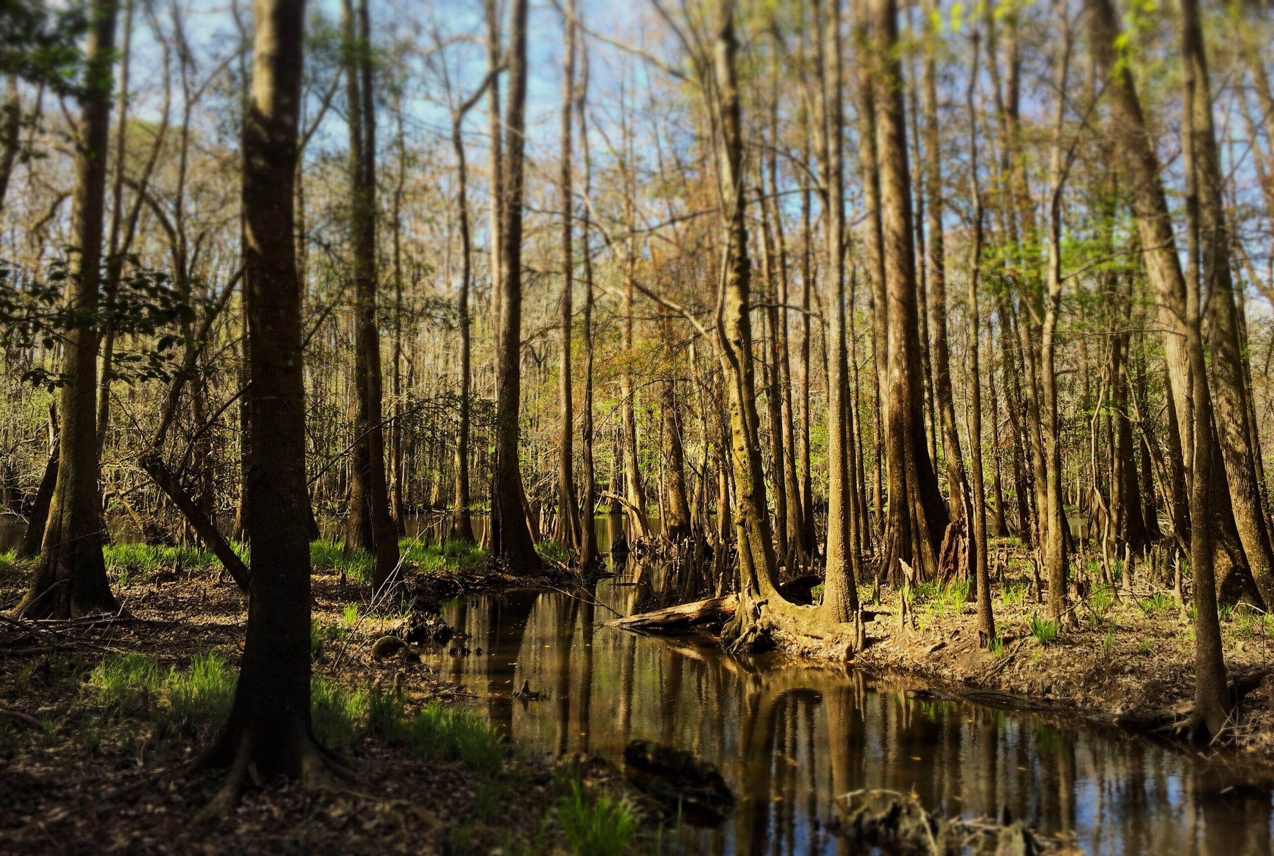 Afternoon Swamp, SC